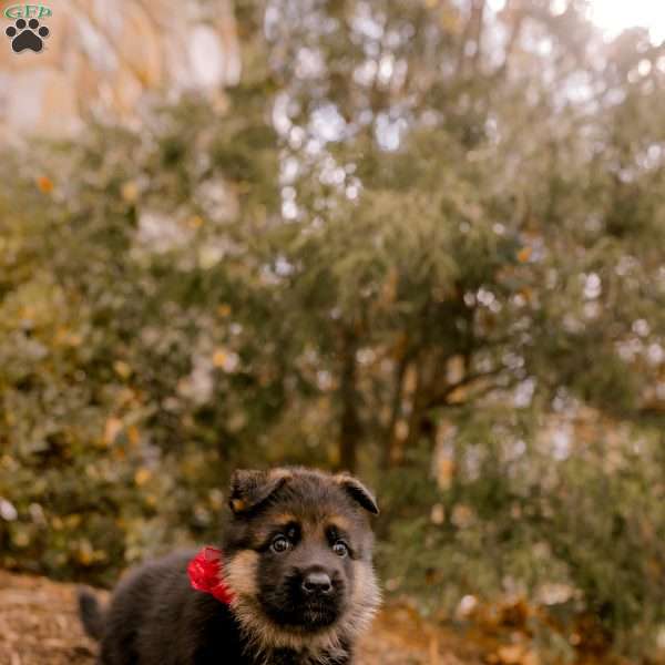 Sophie, German Shepherd Puppy